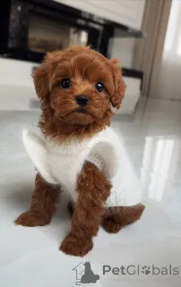 Фото №1. мальтийская болонка - купить в Аугсбург за 111320₽. Объявление №163964