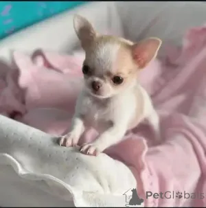 Фото №3. Привет всем! Айви, я мечтала о том, чтобы меня усыновили в любящую семью... кто.  Германия