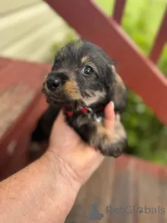 Дополнительные фото: Urocze szczenięta jamnika do adopcji