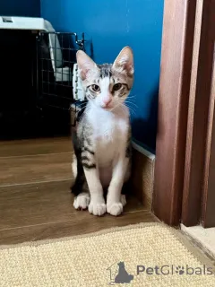 Фото №4. Продам персидскую в Хельсинки частное объявление, из приюта - цена 51022₽