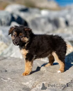 Дополнительные фото: Щенки ищут тёплый дом и любящее сердце!