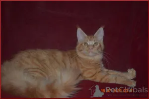 Дополнительные фото: Великолепные кошечки мейн-кун из питомника