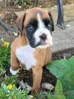 Фото №2 к объявлению №167641 о продаже добермана - купить в Германии частное объявление, заводчик