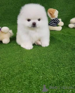 Фото №2 к объявлению №163029 о продаже померанского шпица - купить в Украине частное объявление