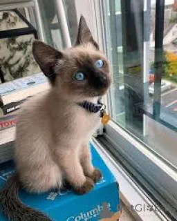 Фото №3. Adorables chatons siamois доступны для усыновления.. Финляндия