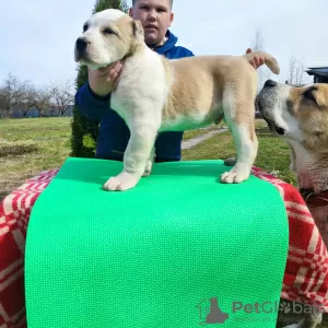 Дополнительные фото: Central Asian shepherd dog Alabai Алабай САО