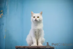 Фото №1.  - купить в Химках за Бесплатно. Объявление №159452