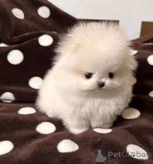 Фото №4. Продажа  в Варшаве  - цена Бесплатно