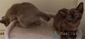 Фото №2 к объявлению №151627 о продаже бурма - купить в Германии 