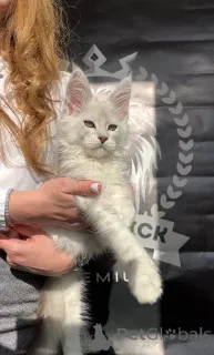 Фото №3. Alfa. США