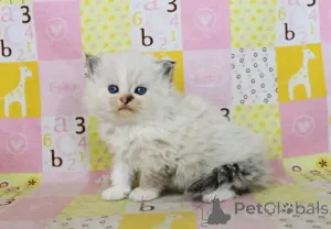 Фото №3. Очаровательные котята Рэгдолл на переезд.. Бельгия