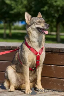 Дополнительные фото: Леди собака, с которой легко и спокойно.