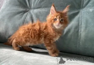 Дополнительные фото: Котята мейн-кун