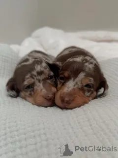 Фото №2 к объявлению №164008 о продаже таксу - купить в Финляндии частное объявление, из приюта