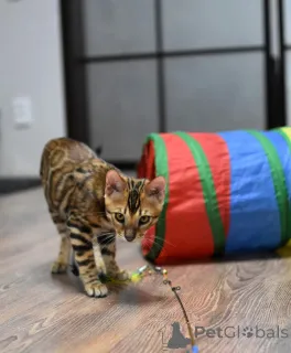 Дополнительные фото: Бенгальские котята с родословной