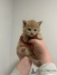 Фото №3. Мейн-кун-Кэтчен. Германия