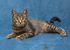 Дополнительные фото: Ласковый и нежный малыш Тигрик ищет дом и любящее сердце