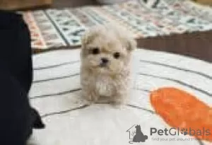 Фото №3. Super Levelactaite Teacup Maltipoo щенки доступны для усыновления.  Финляндия