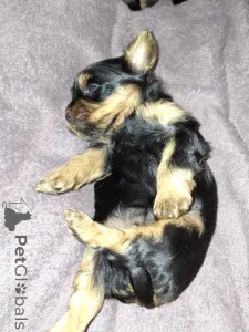 Дополнительные фото: Чистокровные щенки Йоркширского Терьера.