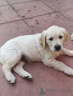 Фото №3. Wunderschöne Golden-Retriever-Welpen suchen ein liebevolles Zuhause..  Германия