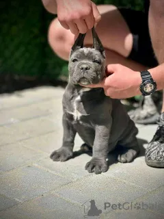 Дополнительные фото: Щенки кане корсо