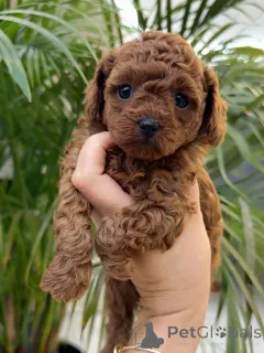 Фото №1. пудель (той) - купить в Аугсбург за договорная. Объявление №156540