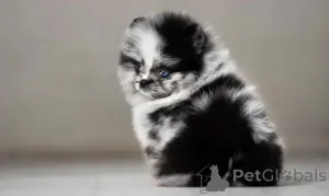 Фото №2 к объявлению №162954 о продаже  - купить в США заводчик