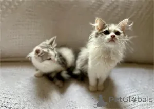 Фото №1. сибирская - купить в Bleialf за 32468₽. Объявление №153172