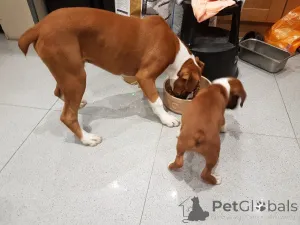 Дополнительные фото: Щенки боксера.