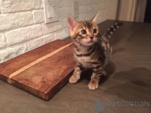 Фото №3. Happy Dawsk до рассвета бенгальских котят на продажу. Литва