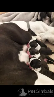 Дополнительные фото: Щенки Бостон-терьера