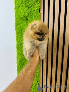 Дополнительные фото: Померанские шпицы высочайшего качества!