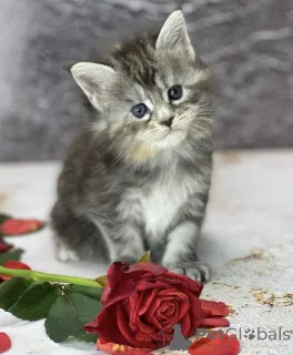 Фото №1. мейн-кун - купить в Баден-Бадене за 73286₽. Объявление №163327