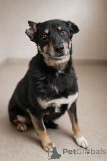 Дополнительные фото: Вива не помнящая зла 