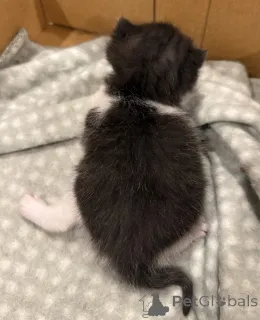 Фото №2 к объявлению №144562 о продаже британская короткошёрстная - купить в Германии заводчик