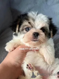 Фото №3. Maltipoo Morkie, 2,5 месяца Девочка.  Германия