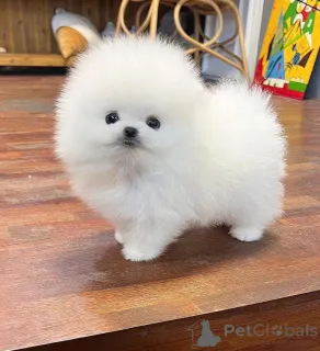 Фото №3. Продаются белые щенки померанского шпица.  Германия