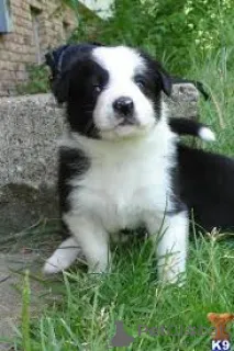 Фото №3. Бордер-колли Welpen zu verkaufen.  Бельгия