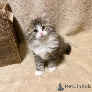 Фото №3. Noorse Boskattenkittens te koop. Бельгия