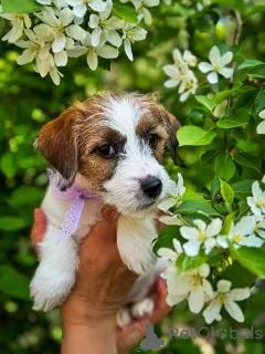 Дополнительные фото: Щенок Джек Рассел Терьер от Чемпионов c родословной