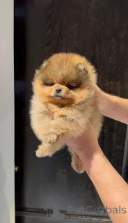 Дополнительные фото: Pomeranski Mini Shpic Мини шпицы любой цвет чистокровные Պոմերանյան շպիցի