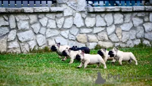 Дополнительные фото: Щенки французского бульдога от первоклассного разведения.