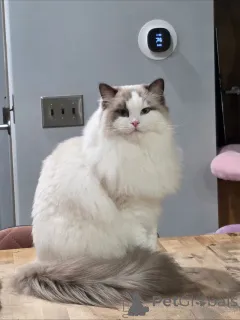 Фото №2 к объявлению №158452 о продаже мейн-кун - купить в Швейцарии частное объявление