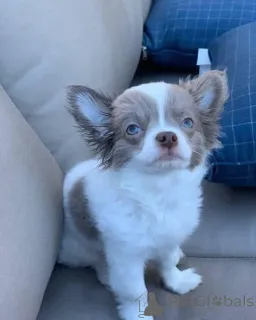 Фото №2 к объявлению №166828 о продаже чихуахуа - купить в Великобритании частное объявление, заводчик