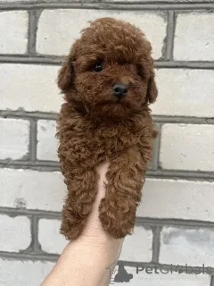 Фото №3. Toy poodle females puppies.  Украина