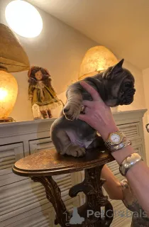 Фото №3. Эксклюзив! Щенки французского бульдога..  Австрия