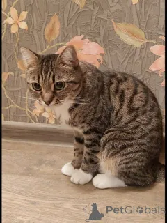 Фото №1.  - купить в Химки за Бесплатно. Объявление №147189