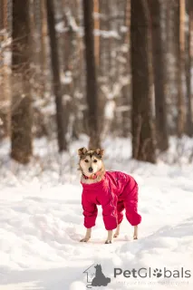 Фото №1. беспородная - купить в Москве реке за Бесплатно. Объявление №163747