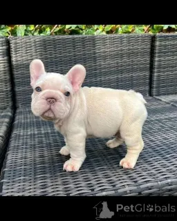 Фото №1.  - купить в Колмар за договорная. Объявление №167015