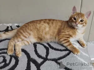 Фото №4. Продам  в Минске частное объявление - цена Бесплатно